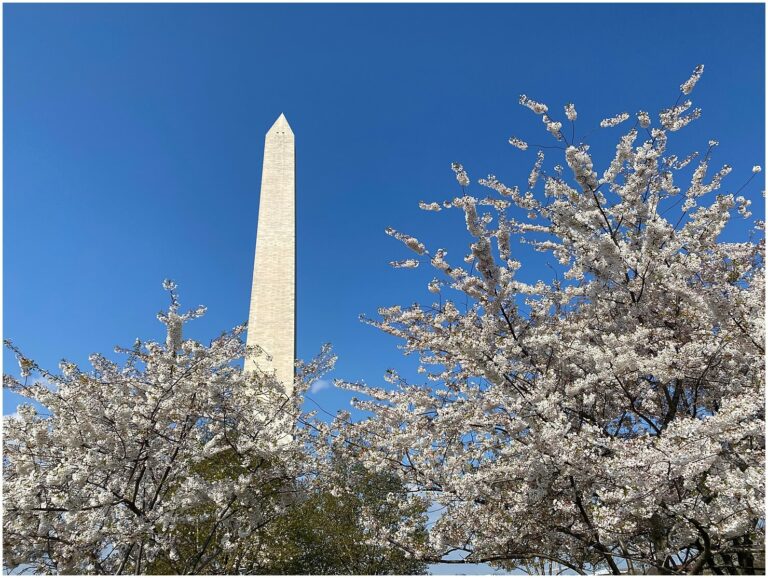 Best Time to Go to Washington DC: A Seasonal Guide