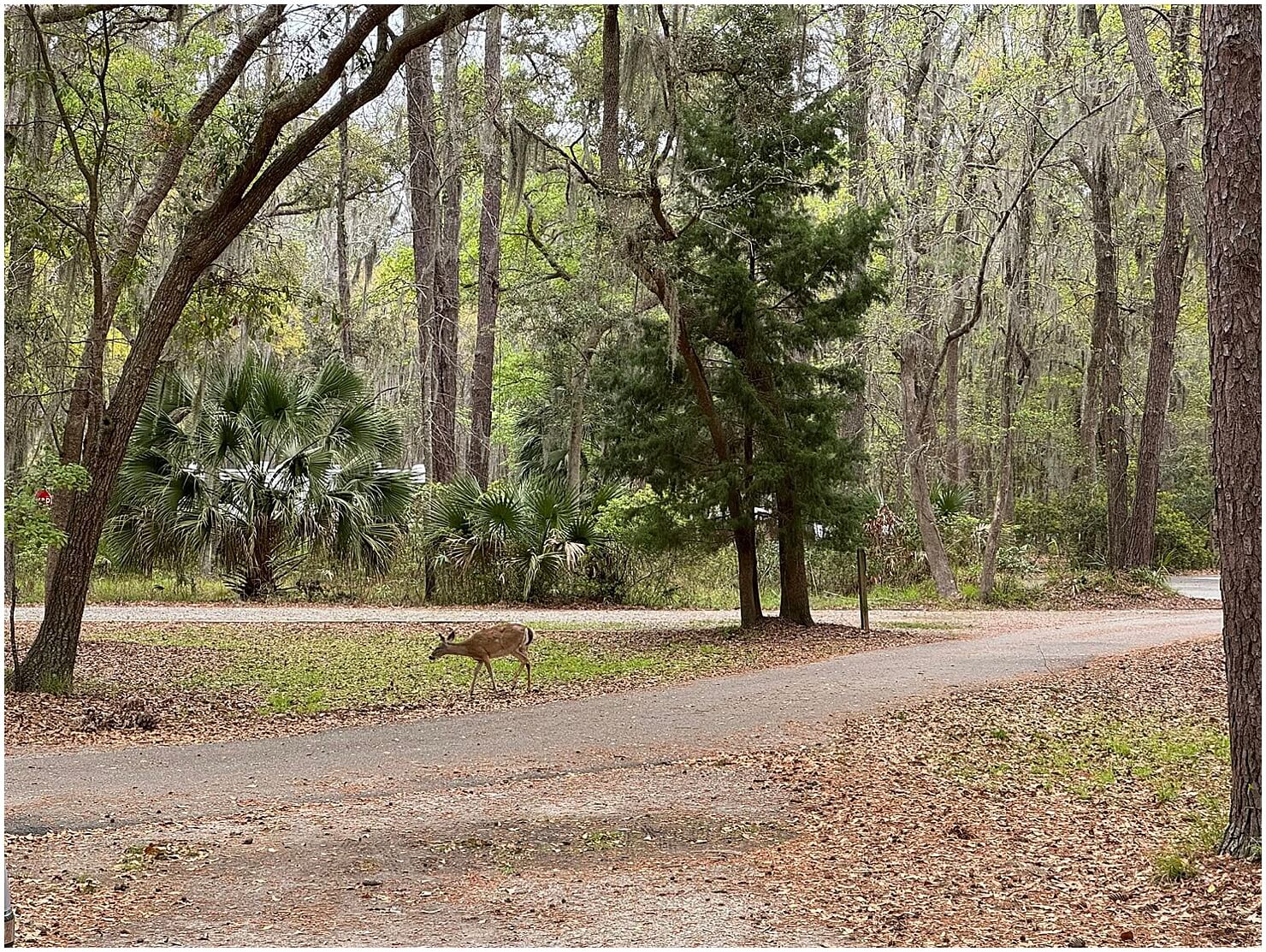 jacksonville to savannah road trip