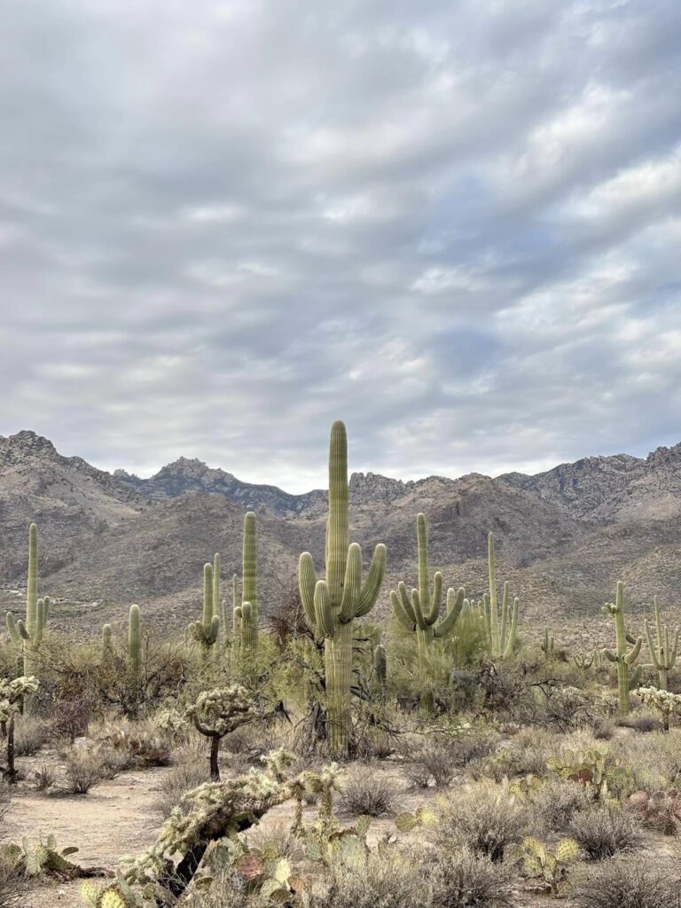 Best Time to Visit Saguaro National Park: Why Late Winter Is Ideal